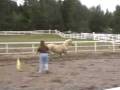 videos de Alborada ~ Palomino Akhal-Teke/WB filly