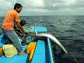 Big Sailfish cought by hand Big Sailfish cought by hand