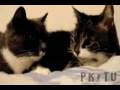 videos de Re: Cat Talking, Translation