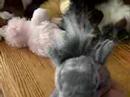 All of my webkinz 4 real! All of my webkinz 4 real!