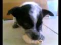 videos de Mi pekeña Chapis