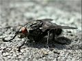 Canon G6 Samples