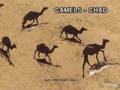 Critters 2 - Google Earth - details under (More info)