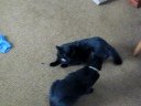 the battle of loofah and fetters 1 the battle of loofah and fetters 1