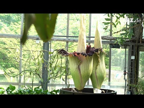 Botanischer Garten Kiel: Die Titanwurz blht doppelt - die grte Blume der Welt hat sich geteilt