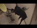 Pug video