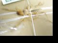 Camel Spider LIVE