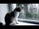 Basically... if lolcats were put into a film, this would be the movie trailer. Enjoy.