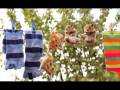 videos de Chomiki by Jeremy