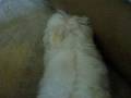 videos de Mad Maltese