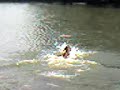 Dogbook Movie: Villi learns swimming