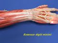 Arm Model - Forearm - Extensors - Part 2