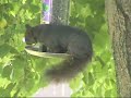 Squirrel Fall