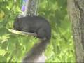 Squirrel Fall