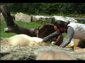 Knut Show Teil II