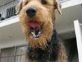 Airedale Terrier video