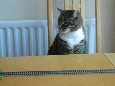 TABBY ^