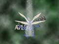Kabuterimon super evolves to Atlur Kabuterimon Kabuterimon super evolves to Atlur Kabuterimon