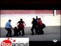 Equanimal: Salto al Ruedo Por la Abolición de la Tauromaquia