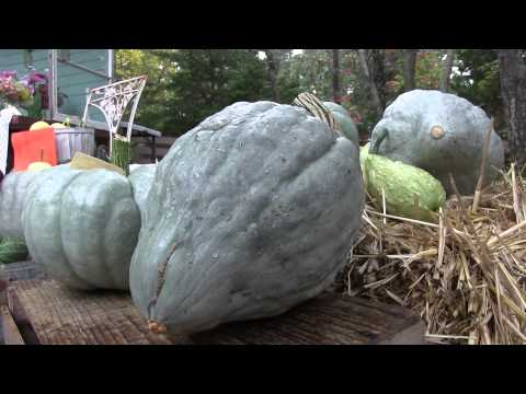 how to grow qld blue pumpkin