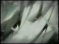 Rahxephon & ZOE2