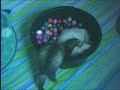 Ferrets Friends Groups Brazil