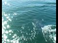 Dolphin Football - dolphins toss jellyfish sky high!