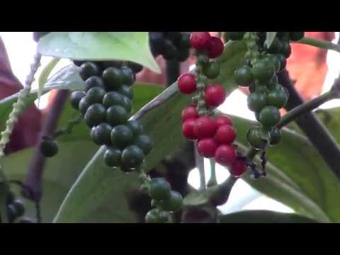 how to grow black pepper