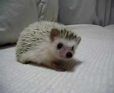 Cute video 