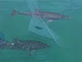 Bimini bay resort - saving the sawfish