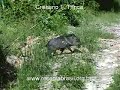 cateto-pecari-tajacu.html