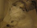 Click here to watch this video ２ニャンズは仲良し♪（一緒におねんね編）