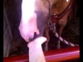 my horses
