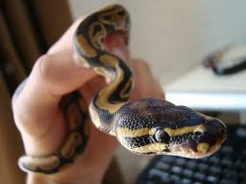 how to care python leather