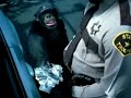 Suburban Auto Group Trunk Monkey #3 - Want a Donut?