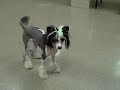 CHinese Crested Playing