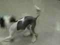 CHinese Crested Playing