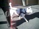 Kishu - Walk #1