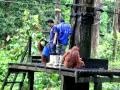 Born Orangutan