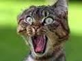 Funny animal pics!