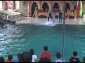 Dolphin-Show-part-IV