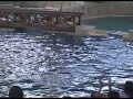 Dolphin-Show-part-IV
