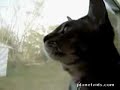 funny cat singing