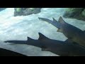 Nurse Sharks