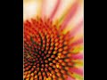 kostenloser Bildbreachter Slide2View S2V f�r PDA