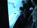 Guayo en L'oceanografic