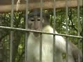 White-Crowned Mangabey Monkeys