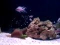 My Neolamprologus Brichardi Aquarium