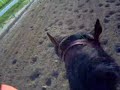 Race Horse