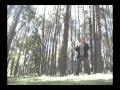 Postura da árvore - Tai Chi Pai Lin